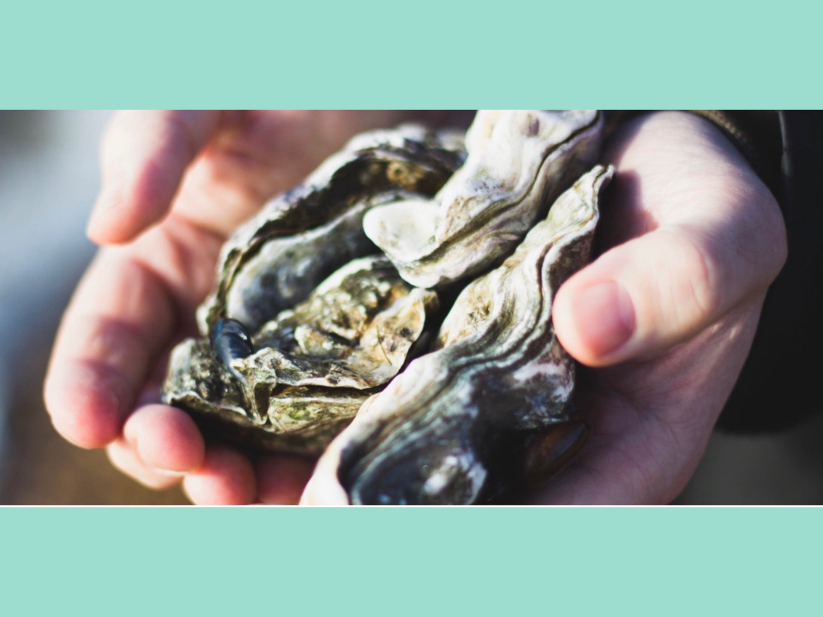 Two open hands holding three oysters